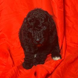Halaena - Black female Poodle puppy in Atlanta, Georgia from Syren House Doodles & Poodles