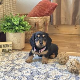 AKC Meet Gretchen :) - Black and tan female Dachshund puppy in Centerville, Iowa from Barnyard Dachshunds, Dals & Doodles