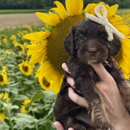 Australian Labradoodles from Kismet Labradoodles