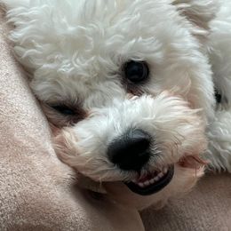 Bichon Frise Puppies from Blooming Bichons