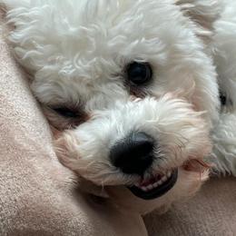 Bichon Frise Puppies from Blooming Bichons