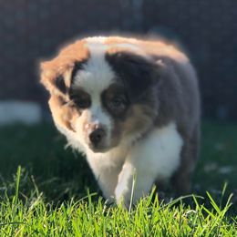 Girl 1 - Red tri-color Australian Shepherd puppy in North Jackson, Ohio from Shadowood Australian Shepherds