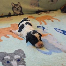Valor - Parti male Poodle puppy in Minneapolis, Minnesota from River Park Poodles