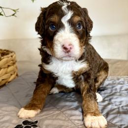 Willie Nelson - Tri-color male Bernedoodle puppy in Draper, Utah from Salt City Farm