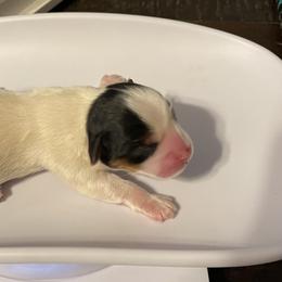 Yorkshire Terrier Puppies from Rock City Yorkies