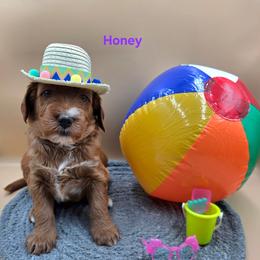 Honey - Red  female Goldendoodle puppy in Summerville, South Carolina from Channys Doodles