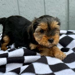 Lady Bug - Black and tan female Yorkshire Terrier puppy in Walla Walla, Washington from Linda Sherman