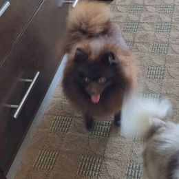 Sage - Pomeranian