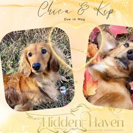 Dachshund puppies from Hidden Haven Dachshunds