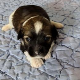 Ruth - Red sable female Havanese puppy in Cleveland, Texas from 7th Heaven Havanese of Texas