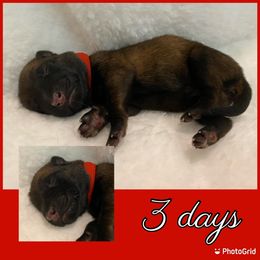 Belgian Malinois Puppies from Audacious Malinois