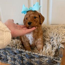 POMEGRANATE - Apricot male Goldendoodle puppy in Independence, Oregon from Ankeny Doodles