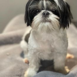 Ethel - Shih Tzu