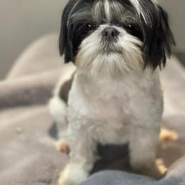 Ethel - Shih Tzu