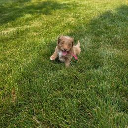 Spark - Parti female Goldendoodle puppy in Layton, Utah from Lauralyn's Goldendoodles