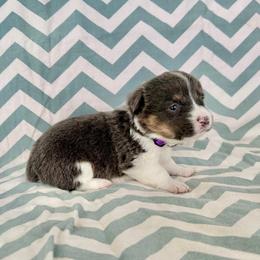 Glory - Blue female Pembroke Welsh Corgi puppy in Norman, Oklahoma from Charm Farm Corgis