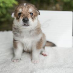 Tamaskan Puppies from Ageli Lykon