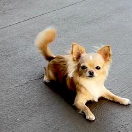 Daisy - Chihuahua