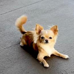 Daisy - Chihuahua
