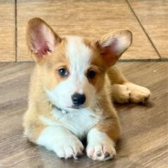 Mater - Red male Pembroke Welsh Corgi puppy in Phoenix, Arizona from Anthem AZ Corgis