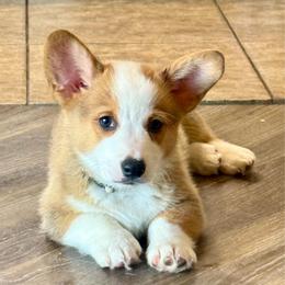 Mater - Red male Pembroke Welsh Corgi puppy in Phoenix, Arizona from Anthem AZ Corgis