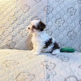Lil Henna - Parti female Yorkshire Terrier puppy in Gatesville, Texas from KontryKritterz Yorkies