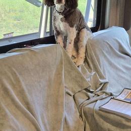 Springerdoodle All Grown Up from Evalina Miller's Spaniels
