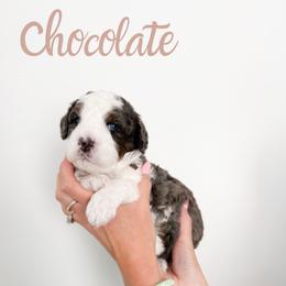 Chocolate - Merle male Bernedoodle puppy in South Jordan, Utah from Wonderful World Doodles