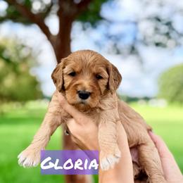 Gloria - Red  female Goldendoodle puppy in Rose Hill, North Carolina from Red Door Canines