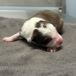 Make 6 - Red male Border Collie puppy in Oxford, Florida from RSR Border Collies