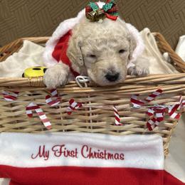 Allie - White female Poodle puppy in Mobile, Alabama from Semmy’s Standard Poodle LLC
