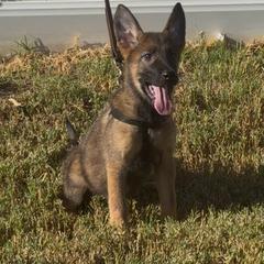 Anisa - Sable female German Shepherd puppy in Whitewater, California from Vom Haus Metzler Shepherds