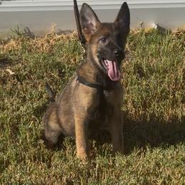 Anisa - Sable female German Shepherd puppy in Whitewater, California from Vom Haus Metzler Shepherds