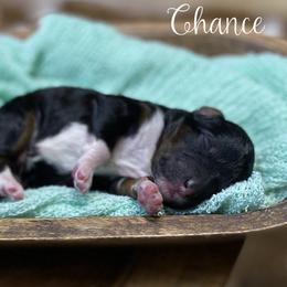 Chance - Tri-color male Bernedoodle puppy in Henry, Illinois from Rowe Farms Doodles