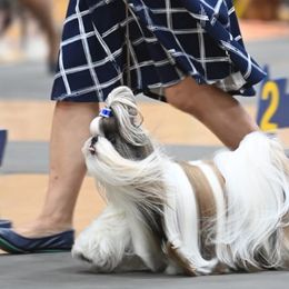 Shih Tzus from Oh My Shih Tzu
