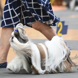 Shih Tzus from Oh My Shih Tzu