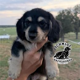 Hook - Black and cream male Dachshund puppy in Ramona, Oklahoma from Schmitt Dachshunds