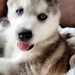 Pomsky Puppies from Snow Shark Pomskys