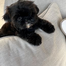Shih Tzu Puppies from Magnolia Tzus
