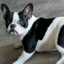 French Bulldogs, Shihpoos, and Shih Tzus from A&A Kennels