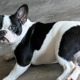 French Bulldogs, Shihpoos, and Shih Tzus from A&A Kennels