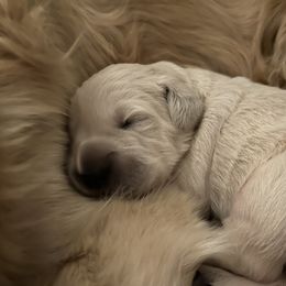 Golden Retriever Puppies from Monadnock Goldens