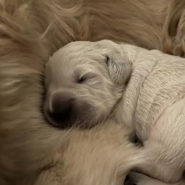 Golden Retriever Puppies from Monadnock Goldens