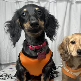 Dachshunds from Weenie Haven