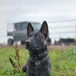 V - Gold brindle female Dutch Shepherd puppy in Copperopolis, California from The Canine Ranch