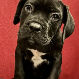 Cane Corso Puppies from River Bluff Cane Corsos