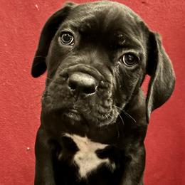 Cane Corso Puppies from River Bluff Cane Corsos