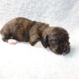 Olive - 2000 - Brindle female Dachshund puppy in Sonora, Kentucky from Maple Hill Miniature Dachshunds
