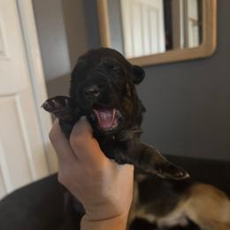 Girl 1 - Black and tan female German Shepherd puppy in Mc Donough, Georgia from Barick German Shepherds