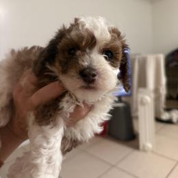 Cavalier King Charles Spaniel, Cavapoo, Maltipoo, and Poodle Puppies from Willow & Wag Farm
